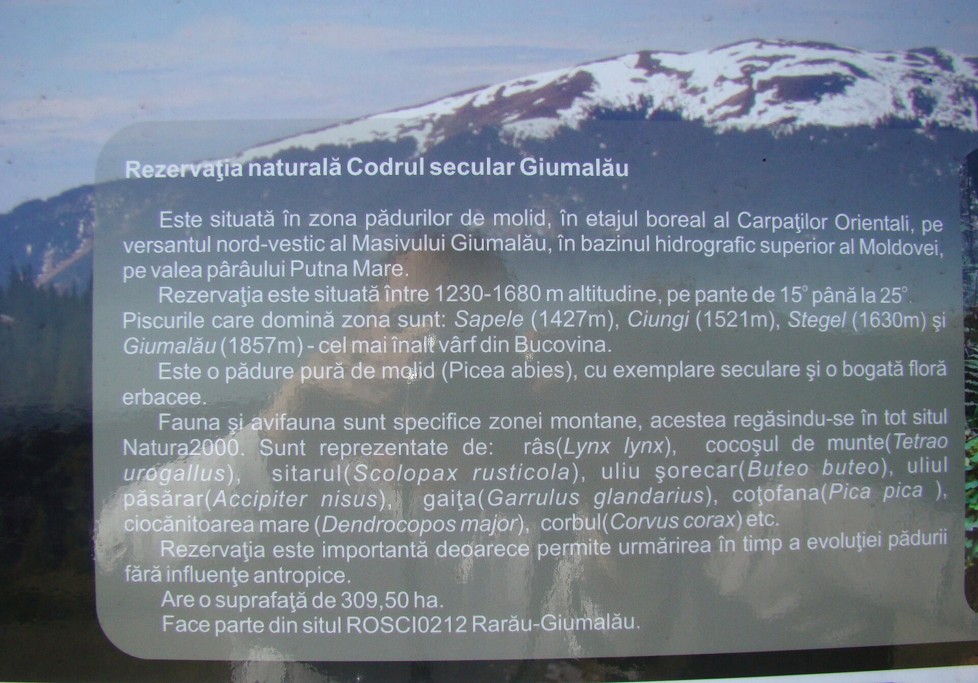 Codrul Secular Giumalău — fotografia 1